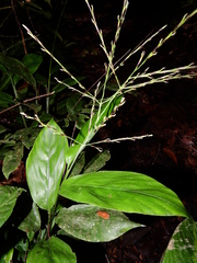 Pharus latifolius