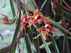Maxillaria tenuifolia