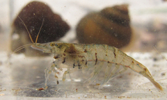 Neocaridina