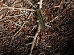 Lophocampa ingens