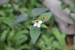 Torenia biniflora