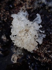 Psilophycus alveatus