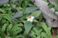 Torenia biniflora