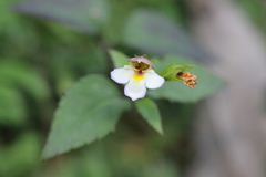 Torenia biniflora