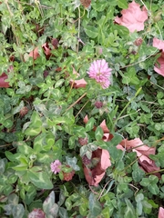 Trifolium pratense