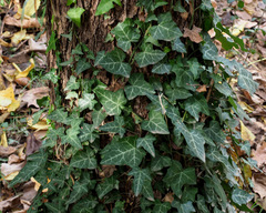 Hedera helix