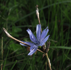 Cichorium intybus