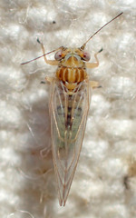 Cacopsylla curta
