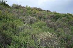 Cistus parviflorus