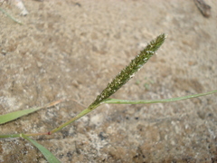 Sporobolus alopecuroides