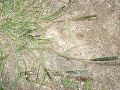 Sporobolus alopecuroides