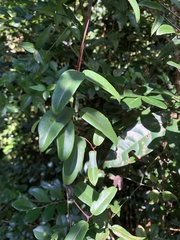 Cryptolepis sinensis