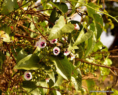 Ipomoea staphylina
