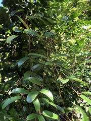 Cryptolepis sinensis
