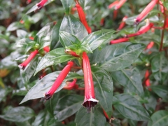 Cuphea ignea