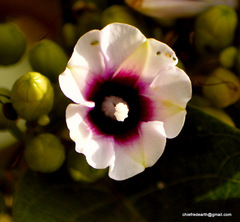 Ipomoea staphylina