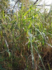 Sorghum halepense