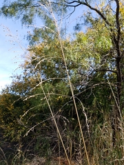Sorghum halepense