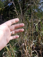 Sorghum halepense