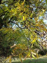 Carya illinoinensis