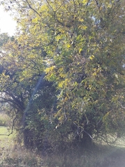 Carya illinoinensis