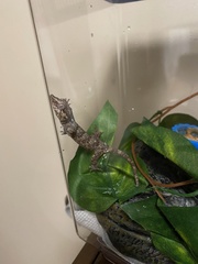 Rhacodactylus auriculatus