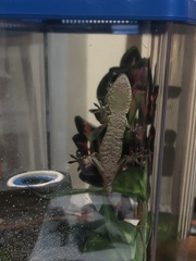 Rhacodactylus auriculatus