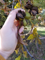 Carya illinoinensis
