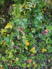 Smilax bona-nox