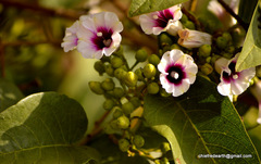 Ipomoea staphylina
