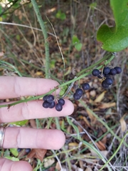 Smilax bona-nox