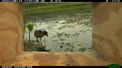 Coturnicops noveboracensis