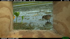 Coturnicops noveboracensis