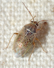Agnocoris