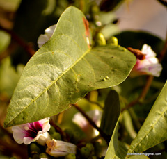 Ipomoea staphylina