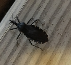 Triatoma gerstaeckeri