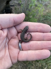 Notophthalmus meridionalis