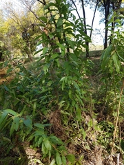 Cephalanthus occidentalis