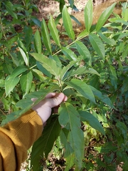 Cephalanthus occidentalis