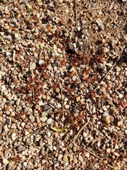 Pogonomyrmex