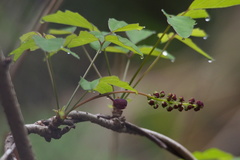 Akebia trifoliata