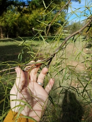 Prosopis glandulosa