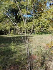 Prosopis glandulosa