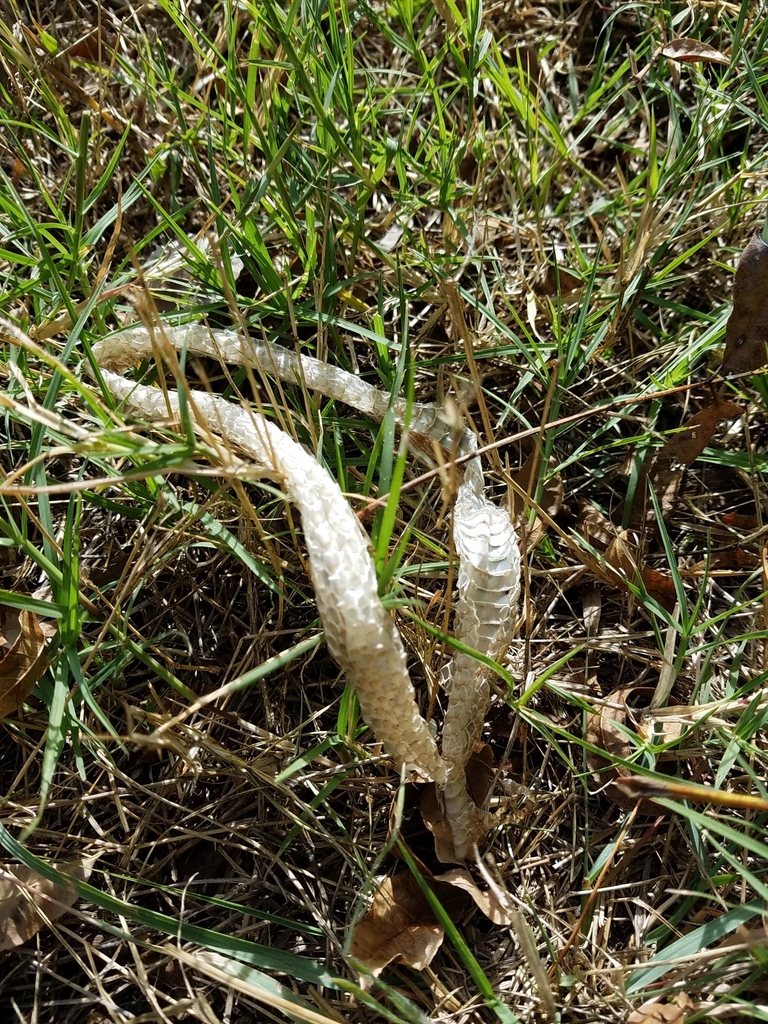 Snakes from South E. Hwy 80, Abilene, TX, USA on November 13, 2021 at 1016 AM by Christopher