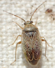 Agnocoris