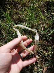 Serpentes