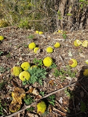 Maclura pomifera