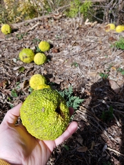Maclura pomifera