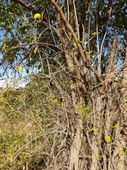 Maclura pomifera