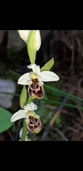 Ophrys bornmuelleri